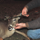 Illustration for article titled Awesome biologists rescued a deer by removing an arrow from its head